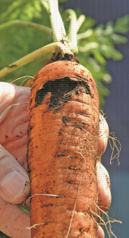 Dégâts de charançon de la carotte (Canada)
